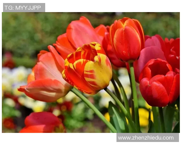 LNG战队在CSGO比赛中的包夹策略分析与成败得失探讨